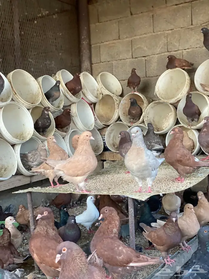 عشة كنق مودينا للبيع 3