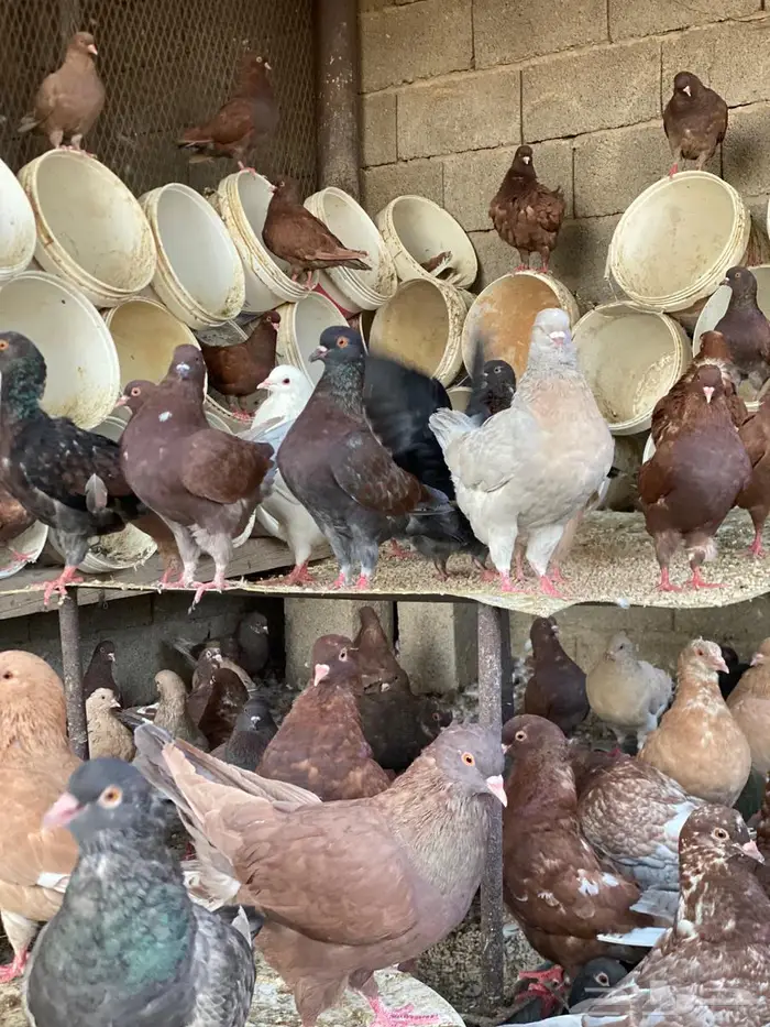 عشة كنق مودينا للبيع 2