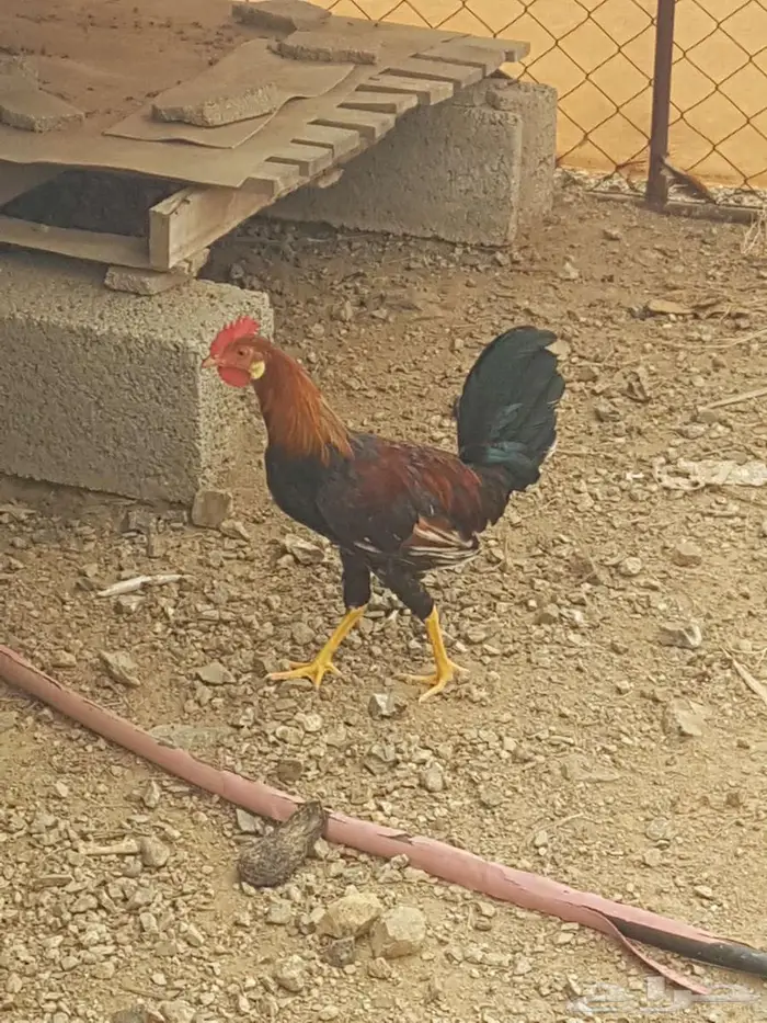 دجاج عربي قديم دم صافي بني عيسى 9
