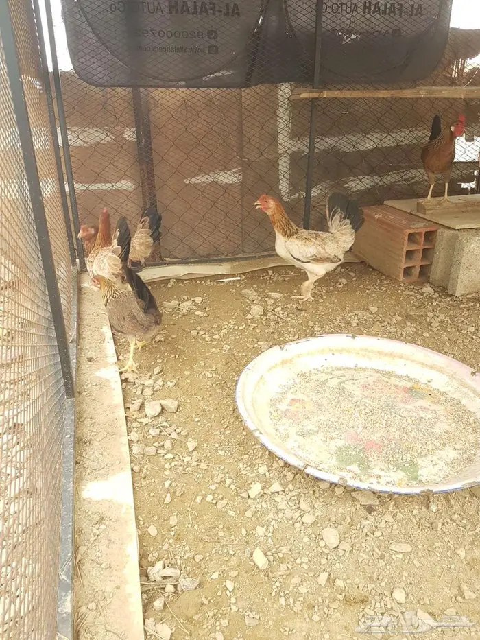 دجاج عربي قديم دم صافي بني عيسى 0