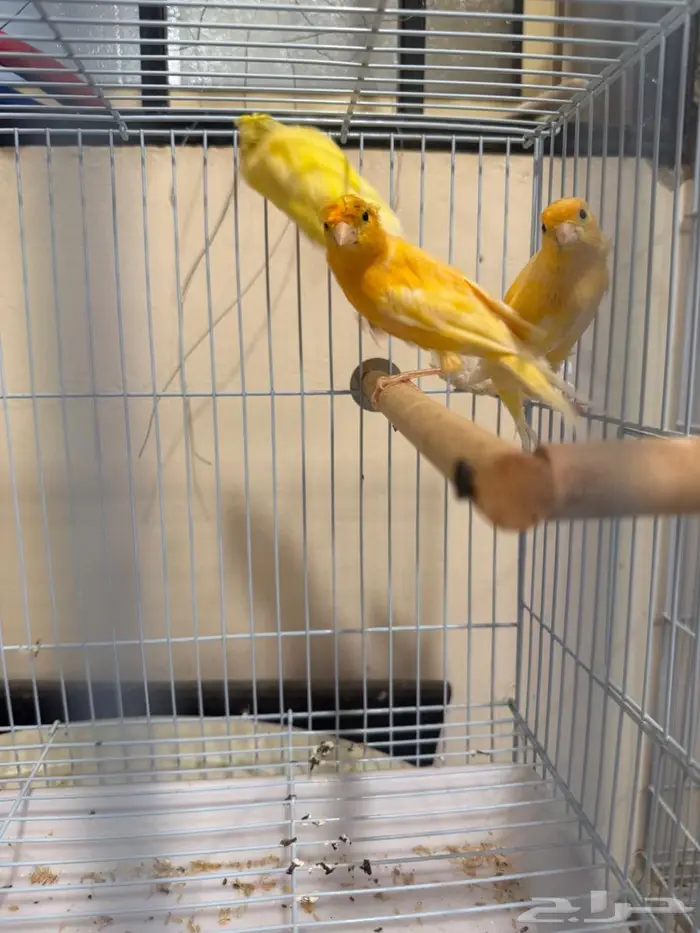 للبيع ثلاث ذكور كناري 6
