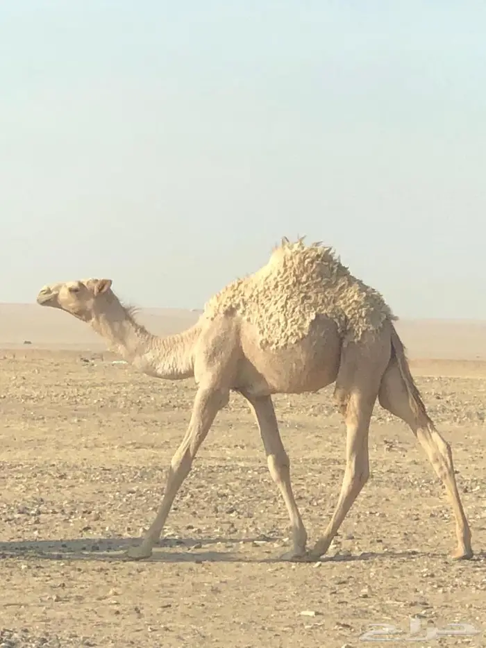 حاشي للبيع 1