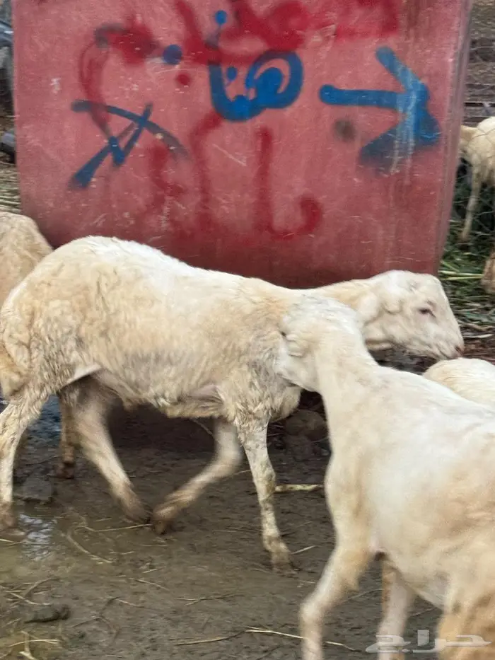 خرفان ذبايح و تربية بلدي 2