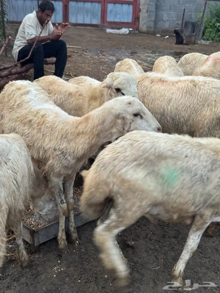 خرفان ذبايح و تربية بلدي 5