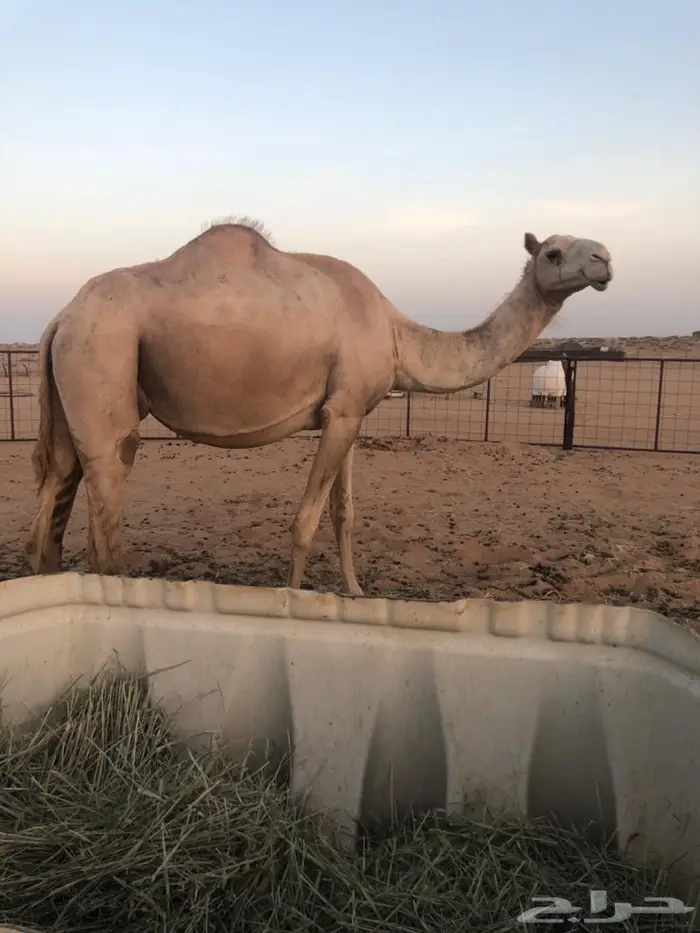 ناقه خلفه 10