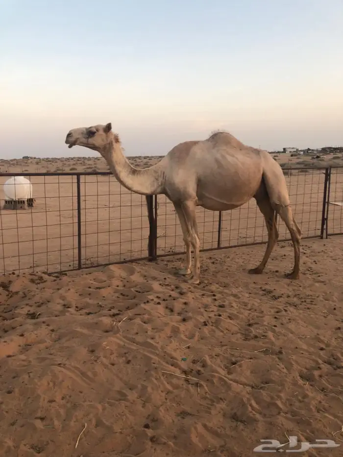 ناقه خلفه 8