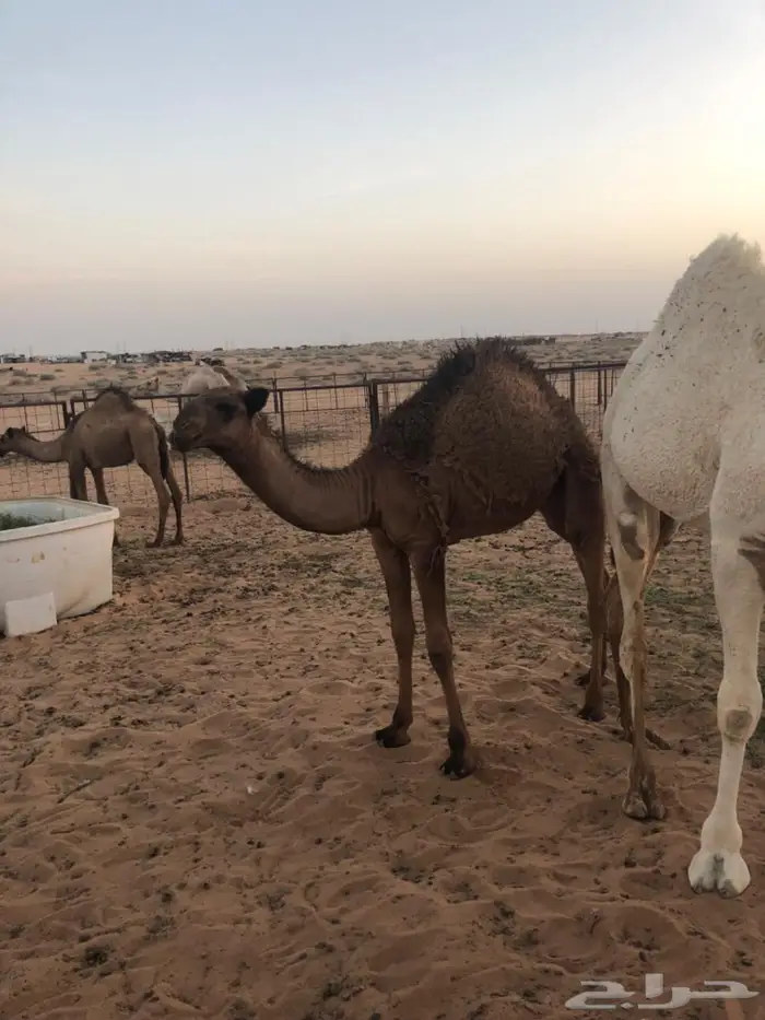 ناقه خلفه 3
