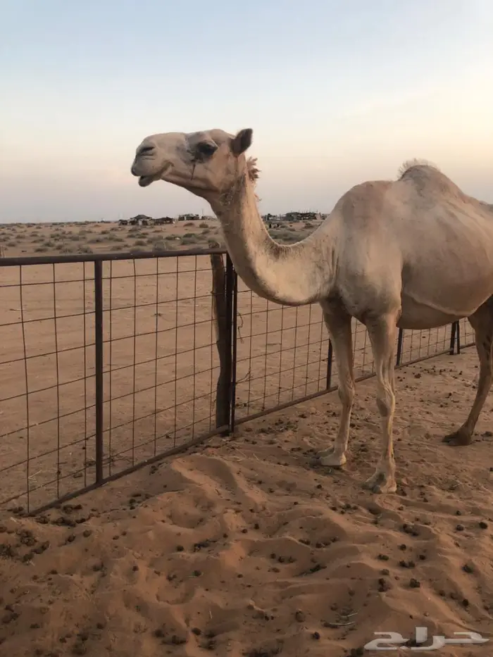 ناقه خلفه 7