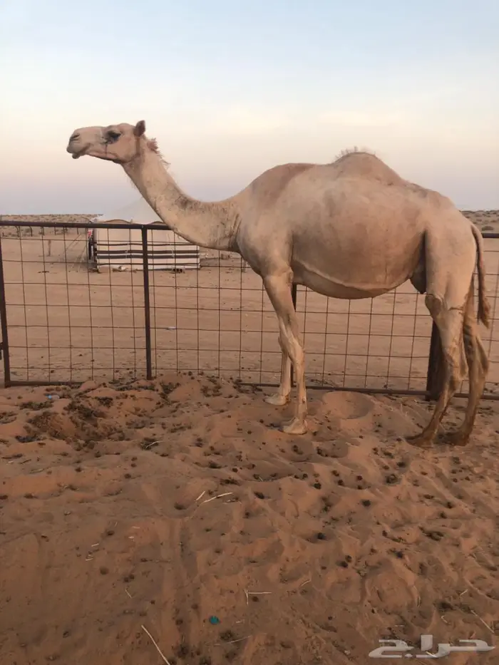 ناقه خلفه 1