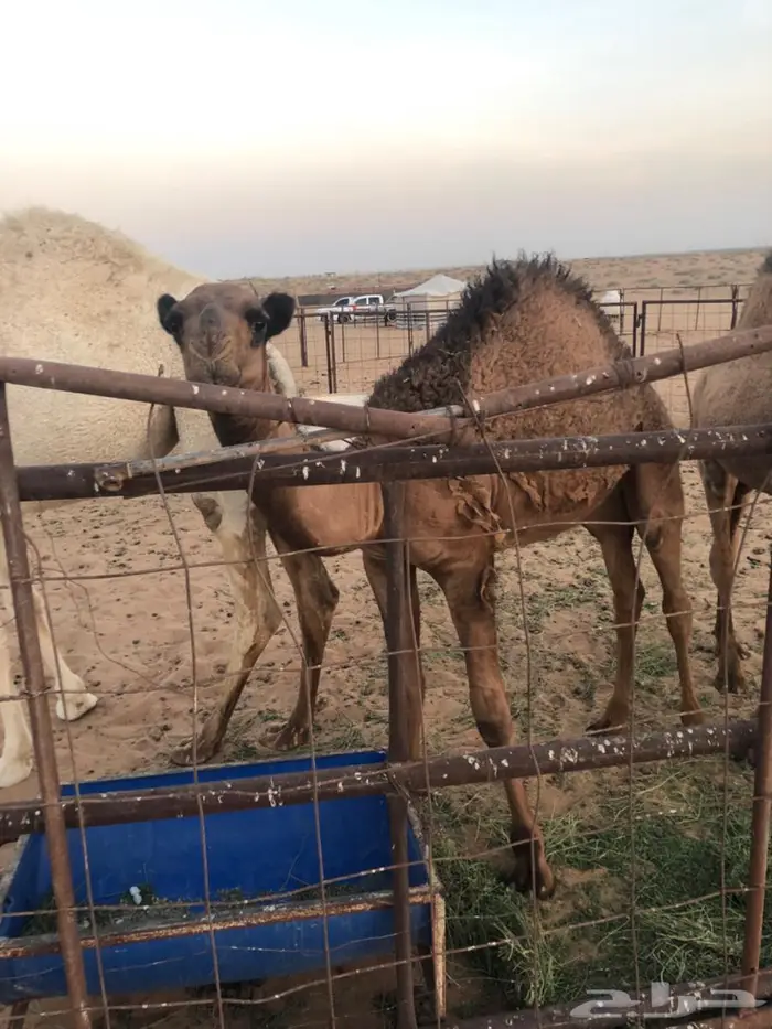 ناقه خلفه 2