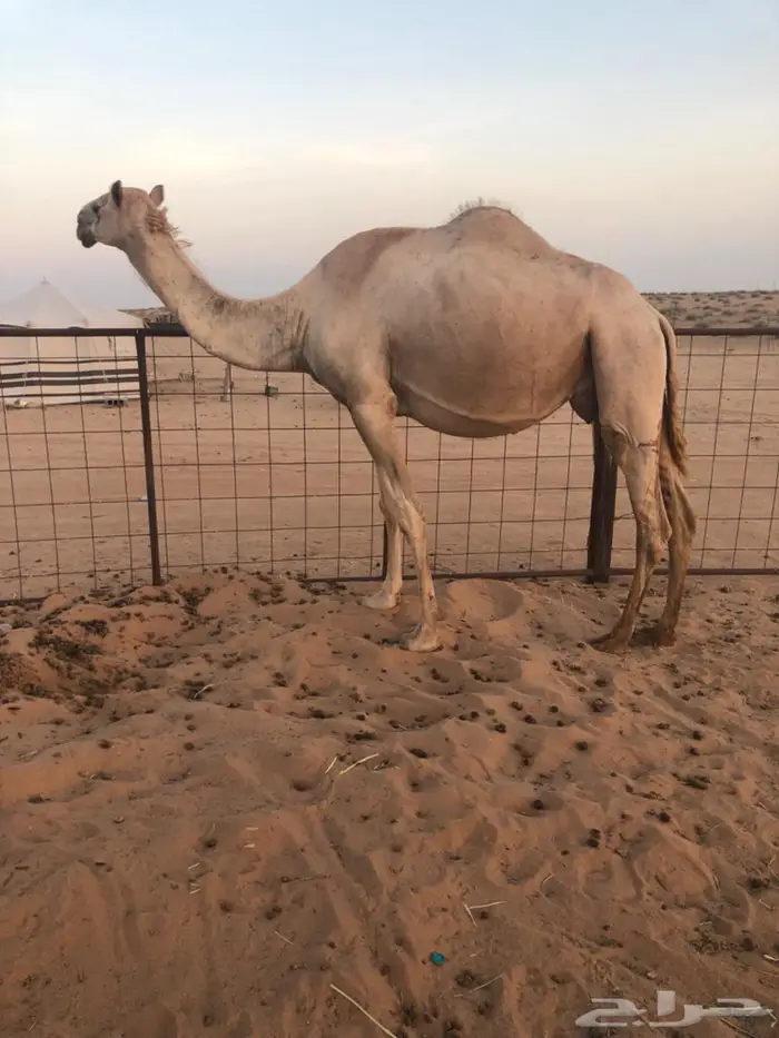 ناقه خلفه 0