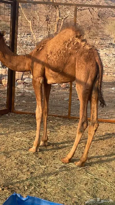 قعود عمره قريب 6 شهور index