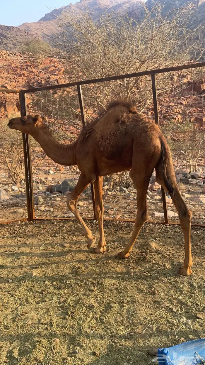 قعود عمره قريب 6 شهور 1