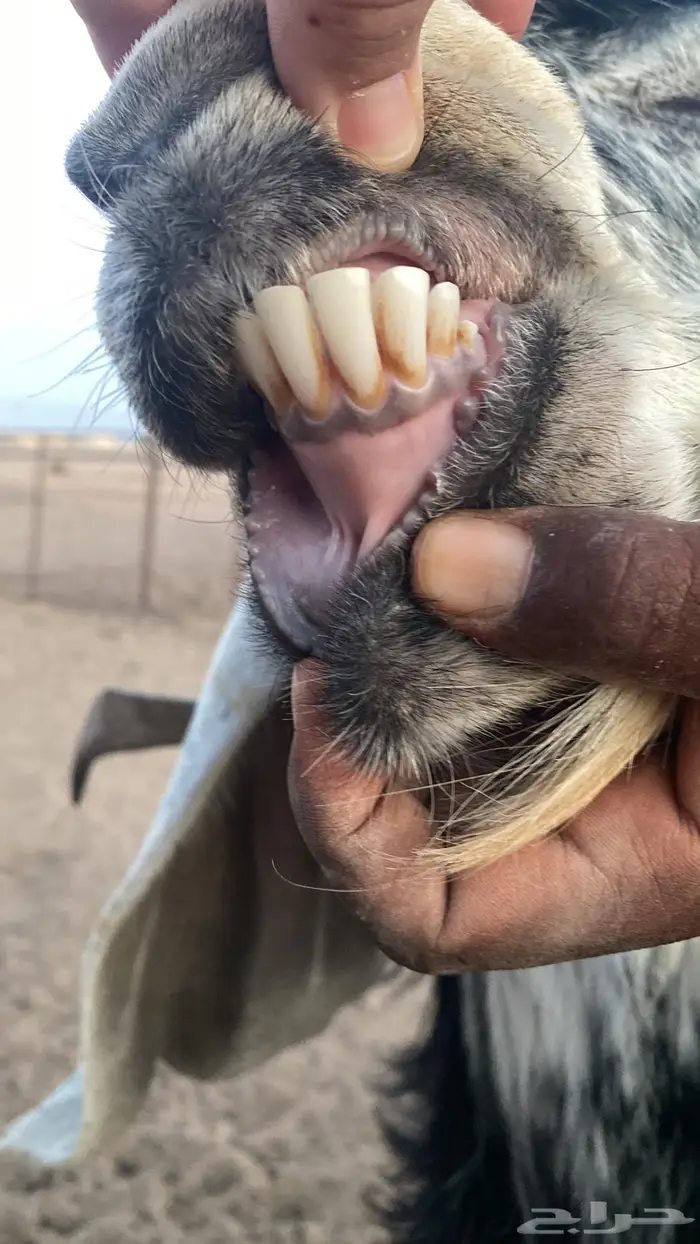 تبس فحل 0
