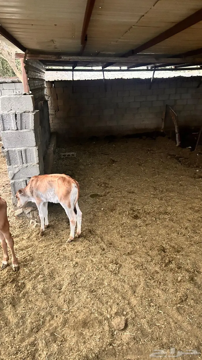 بقره خلفه للبيع 2