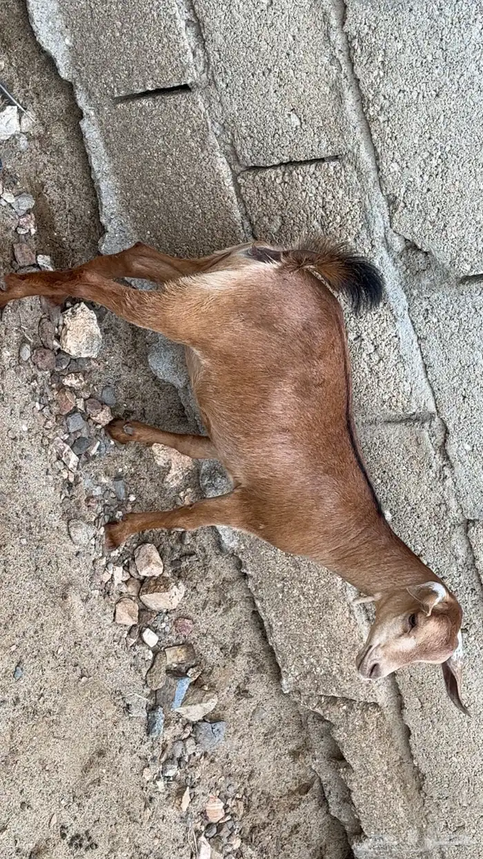 عناق 1