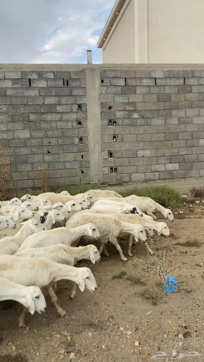 غنم كفوو العدد46 3