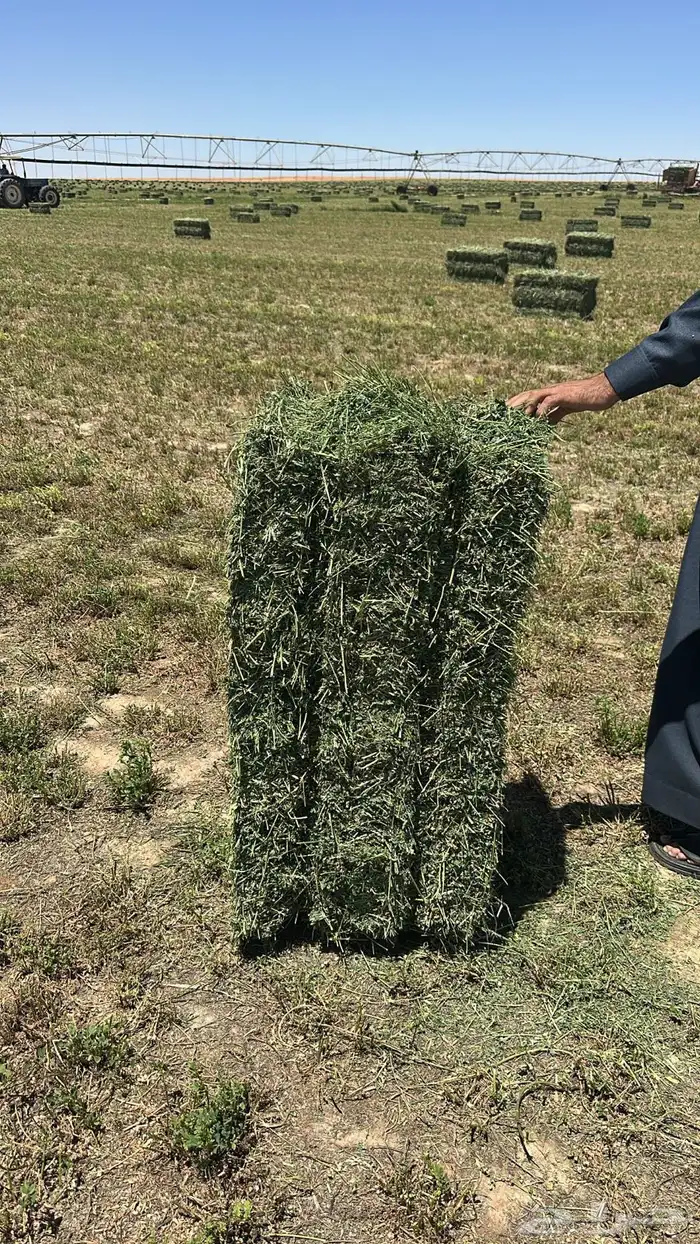 برسيم بسيطا طبرجل اعلاف 6