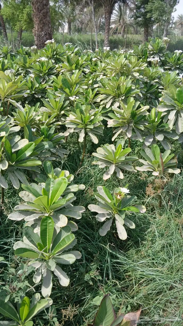 تنسيق الحدائق المنزلية 0