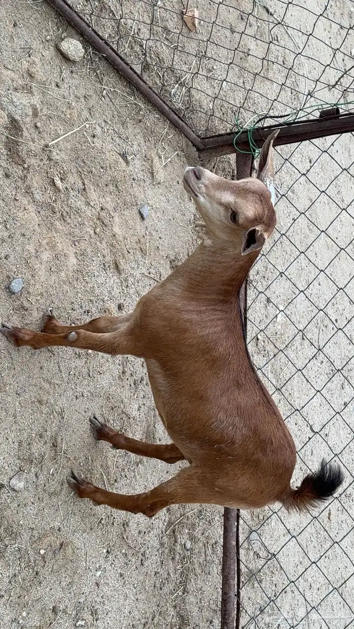 عناق 3
