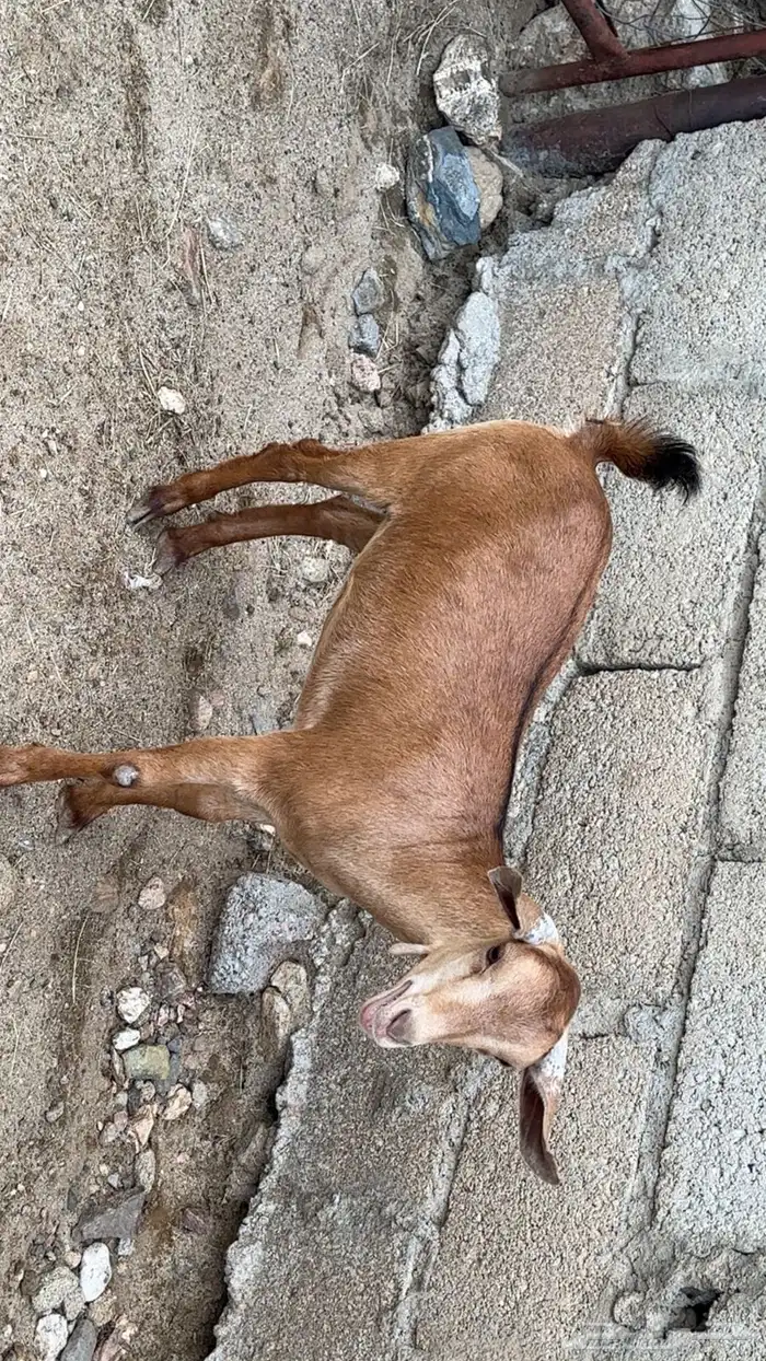 عناق 0