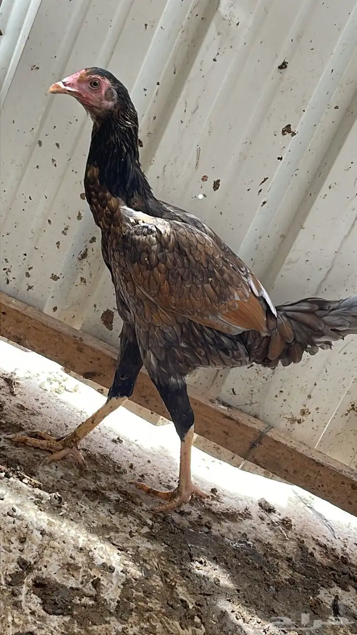 دجاج باكستاني شرورة 8