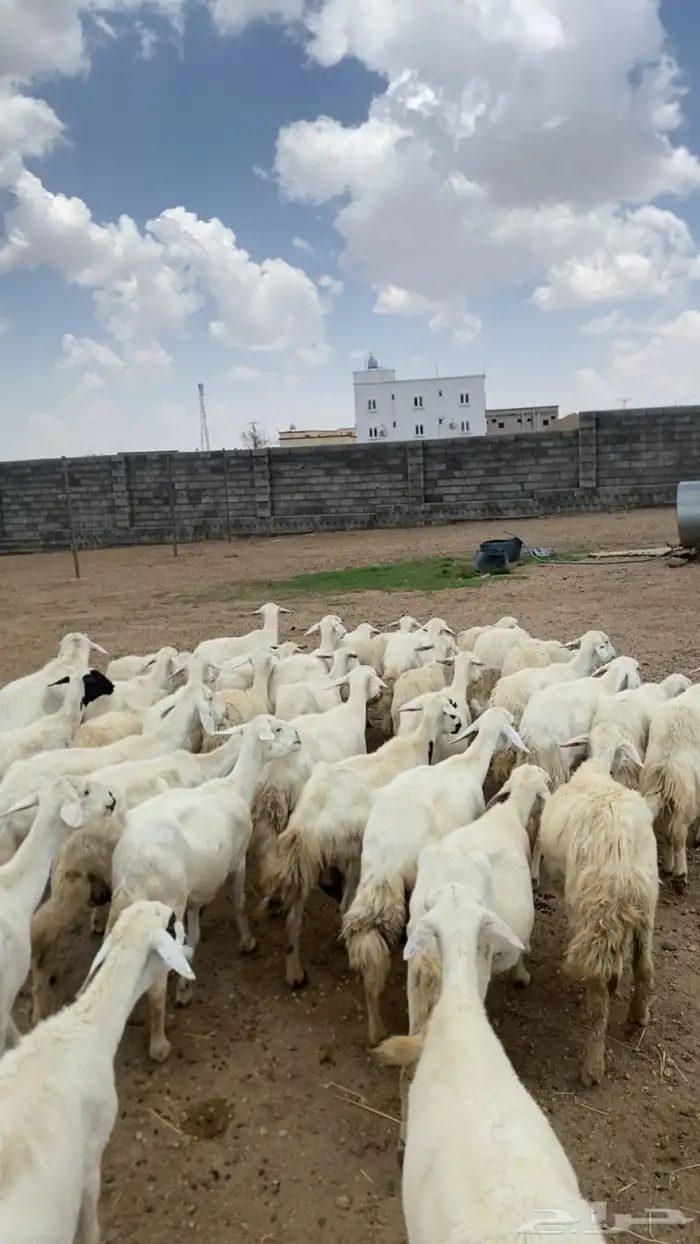 35 عليها 1 بفحلها 3