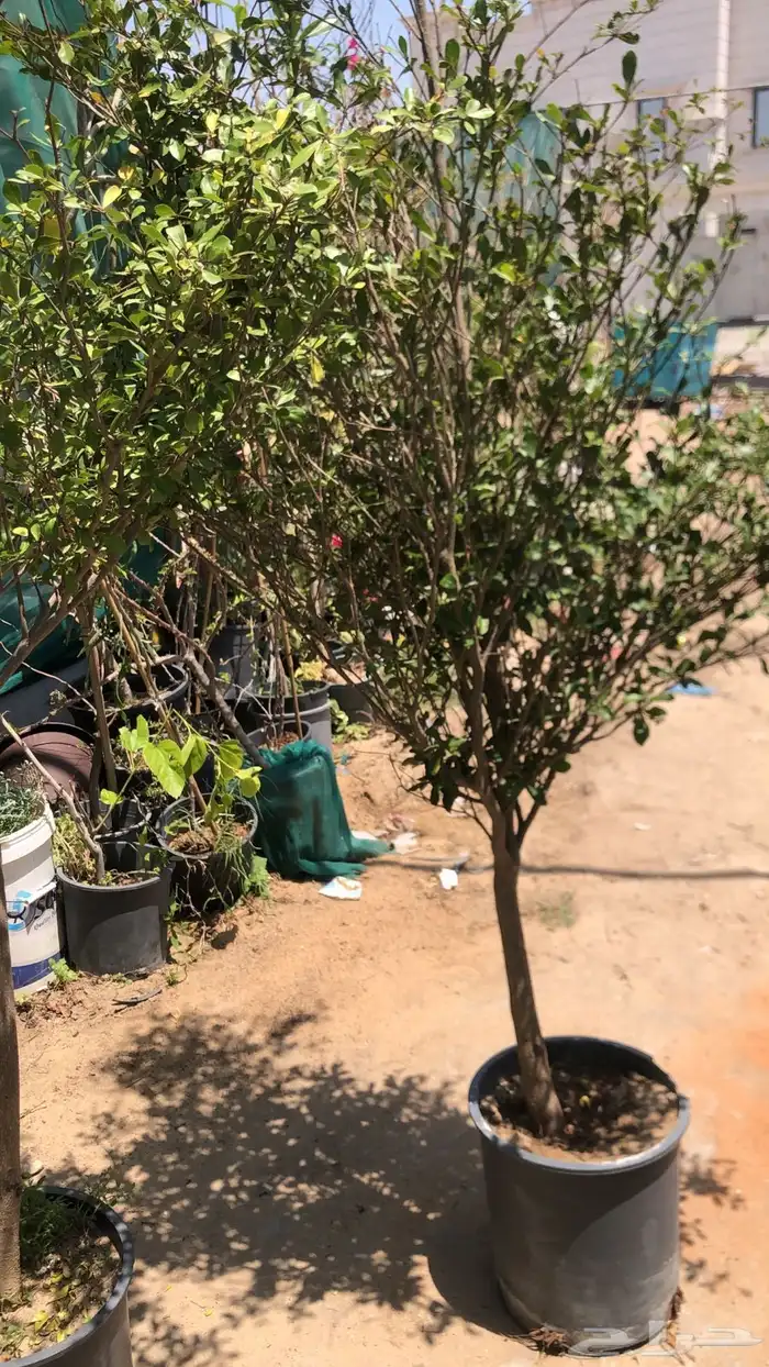 تنسيق الحدائق المنزلية 21