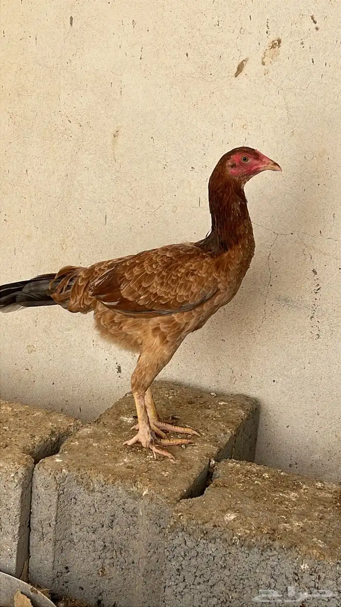 دجاج باكستاني شرورة 9