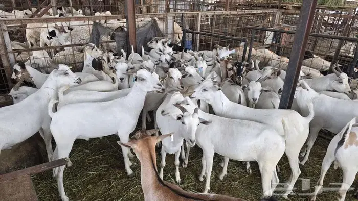 نص ذبيحة تيس بربري ب 399 شامل الذبح و التصوير والتوصيل 5