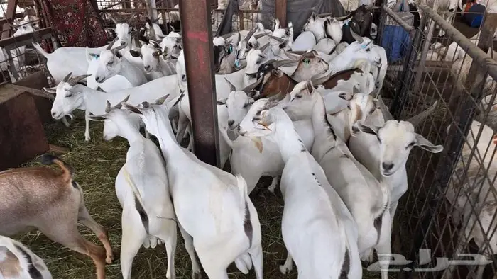 نص ذبيحة تيس بربري ب 399 شامل الذبح و التصوير والتوصيل 2