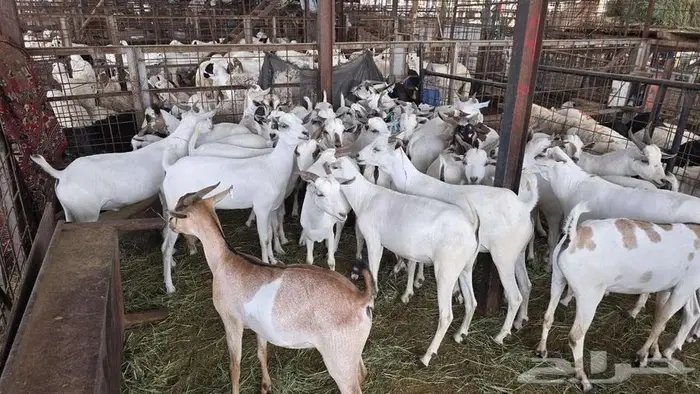 نص ذبيحة تيس بربري ب 399 شامل الذبح و التصوير والتوصيل 7