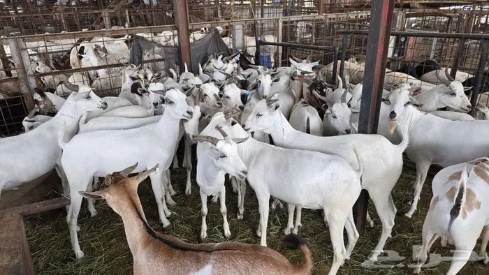 نص ذبيحة تيس بربري ب 399 شامل الذبح و التصوير والتوصيل 3