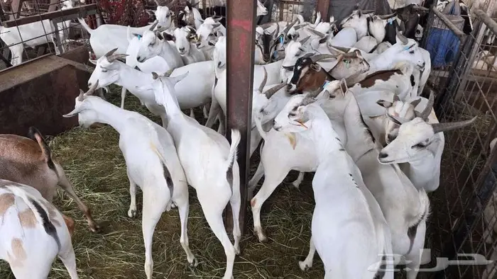 نص ذبيحة تيس بربري ب 399 شامل الذبح و التصوير والتوصيل 6