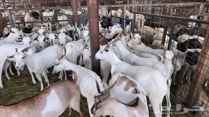 نص ذبيحة تيس بربري ب 399 شامل الذبح و التصوير والتوصيل 4