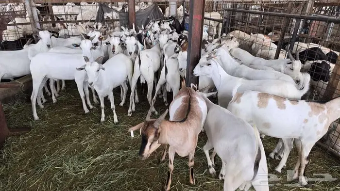 نص ذبيحة تيس بربري ب 399 شامل الذبح و التصوير والتوصيل 0
