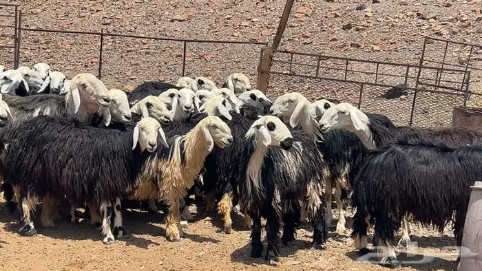 رخال نجاده صنف طيبه 2