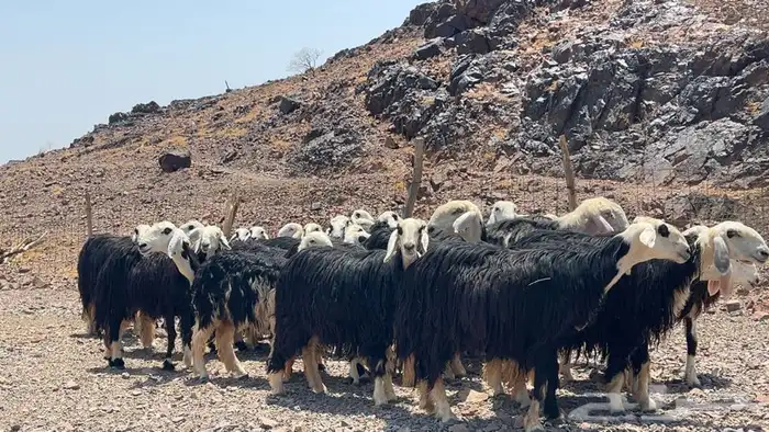 رخال نجاده صنف طيبه 11