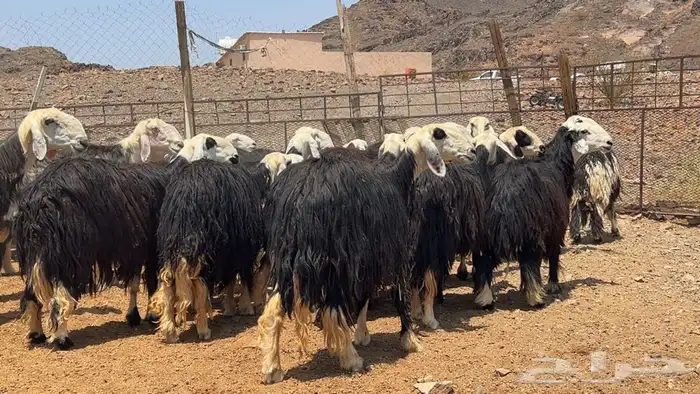 رخال نجاده صنف طيبه 7