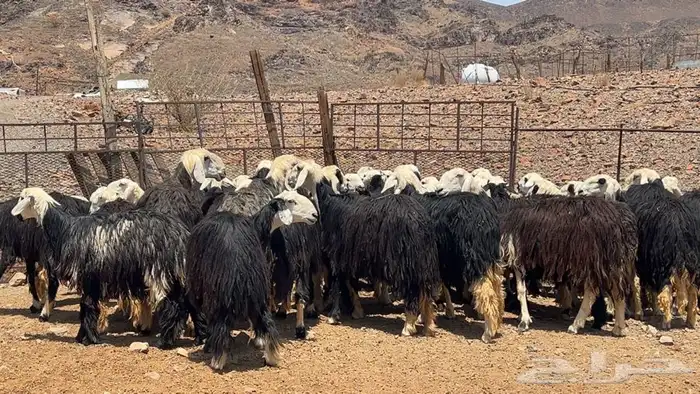 رخال نجاده صنف طيبه 1
