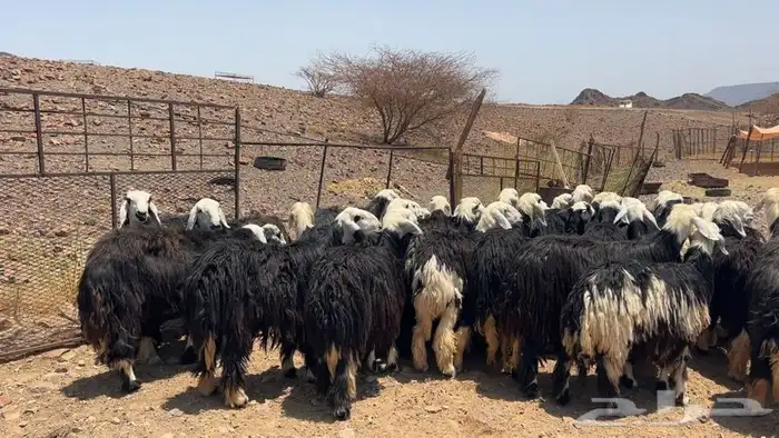 رخال نجاده صنف طيبه 0
