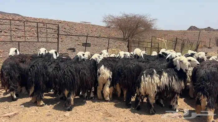 رخال نجاده صنف طيبه 5