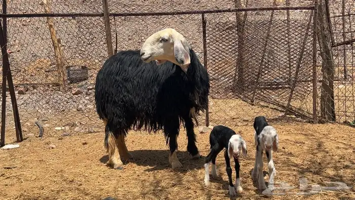 رخال نجاده صنف طيبه 10