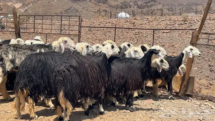 رخال نجاده صنف طيبه 6