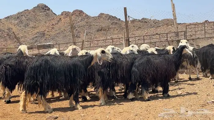 رخال نجاده صنف طيبه 9