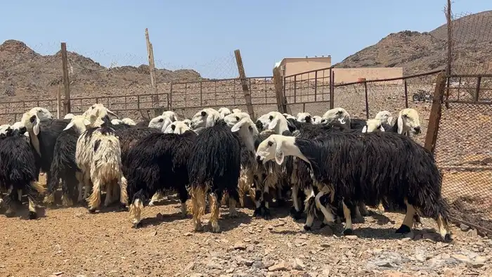 رخال نجاده صنف طيبه 4