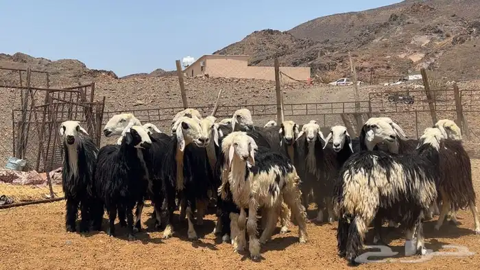 رخال نجاده صنف طيبه 3