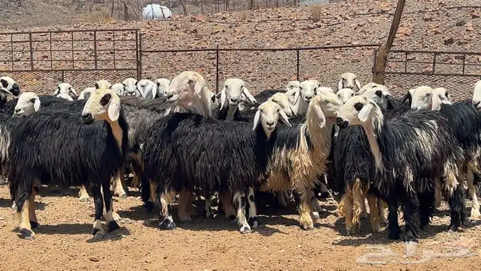 رخال نجاده صنف طيبه 8