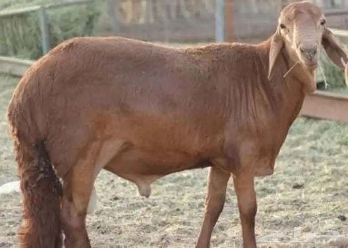 اغنام سواكن حمر 0