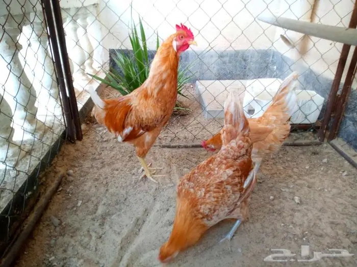 للبيع 2 دجاج و 1 ديك - الجبيل الصناعية 2